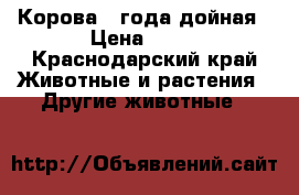 Корова 4 года дойная › Цена ­ 50 - Краснодарский край Животные и растения » Другие животные   